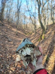Csontasszony beavató szurdoka koponya és lábszár csontot is adott