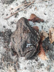 Kővé fagyott varangy az erdőben