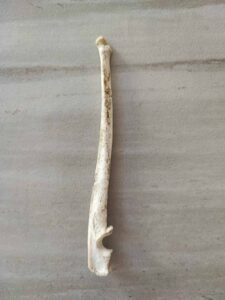 Macska csontja az erdő másik oldaláról